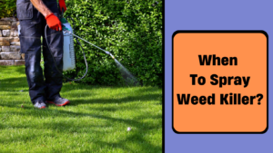 when to spray weed killer
